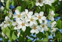 Mostobst Blüte 16