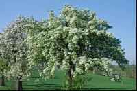 Mostobst Blüte 18