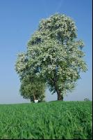 Mostobst Blüte 28