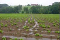 Kartoffel Hochwasser 9