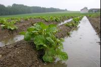 Kartoffel Hochwasser 2