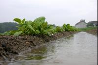 Kartoffel Hochwasser 3