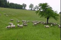 Regen Schafe 1