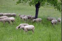 Regen Schafe 2