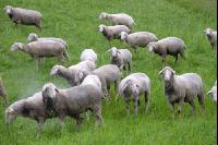 Regen Schafe 5