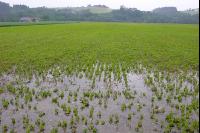 Soja Wasser 1