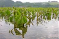 Soja Wasser 2
