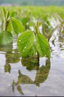 Soja Wasser 3