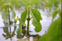 Soja Wasser 4