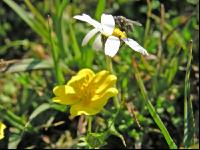 Alpenblumen