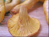 Eierschwammerl 3