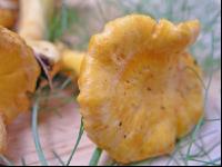 Eierschwammerl 1