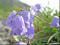 Zierliche Glockenblume 2