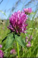 Red clover head 1