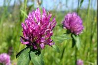 Red clover head 2