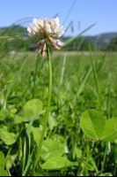 White clover bloom 2