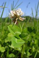 White clover bloom 3