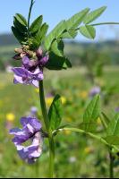 Vicia sepium 2