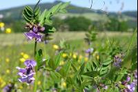 Vicia sepium 4