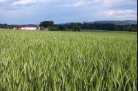 Triticale Blüte 1