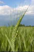 Triticale Blüte 2
