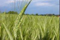 Triticale Blüte 3