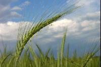 Triticale Blüte 4