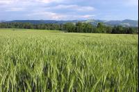 Triticale Blüte 19