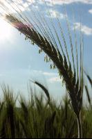 Triticale Blüte 5