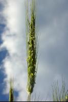 Triticale Blüte 7