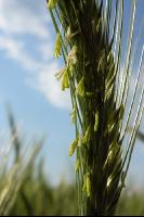 Triticale Blüte 8