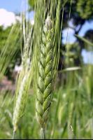 Einkorn