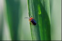 Cereal leaf beetle 2