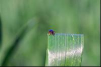 Cereal leaf beetle 3