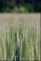 Awn wheat 3