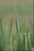 Awn wheat 2