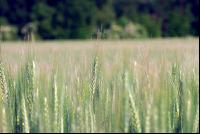 Awn wheat 1