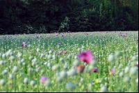 Stimmung Mohnfeld 2