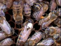 Bienenkönigin 2