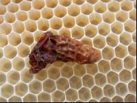 Bienenkönigin 1