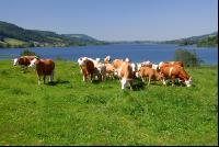 Rinder am See 05