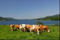 Rinder am See 06