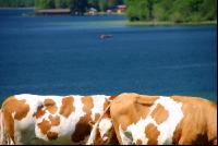 Rinder am See 09
