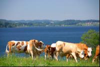Rinder am See 03