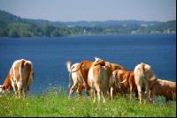 Rinder am See 02