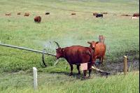 Amerika Cattle 01