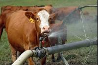 Amerika Cattle 03