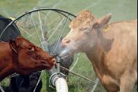 Amerika Cattle 04