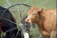 Amerika Cattle 05