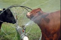 Amerika Cattle 06